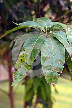 Anthracnose disease on mango leaf