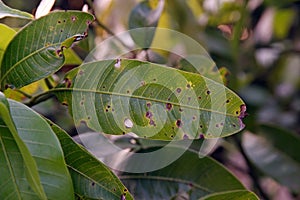 Anthracnose disease on mango leaf