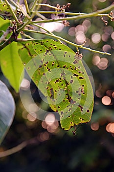 Anthracnose disease on mango leaf and flowers