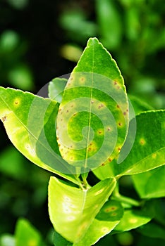 Anthracnose disease on green lime leaf photo