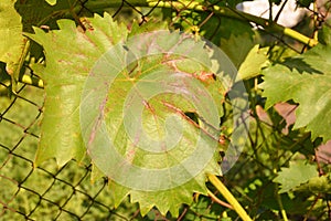 Grapevine diseases. Anthracnose of grapes ElsinoÃÂ« ampelina is a fungal disease that affects a grape leaves. photo