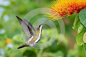 Anthracothorax nigricollis, Black-throated Mango hummingbird feeding on a tropical flower