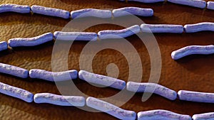 Anthrax is a disease caused by the Bacillus anthracis