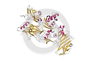 Anthrax protective antigen