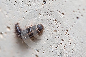 Anthrenus verbasci larvae climbs a concrete wall on a sunny day