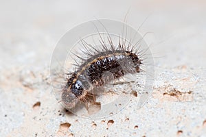 Anthrenus verbasci larvae walks on a concrete floor under the sun