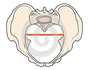 Anthrepoid Pelvis Shape with Round - Oval shape