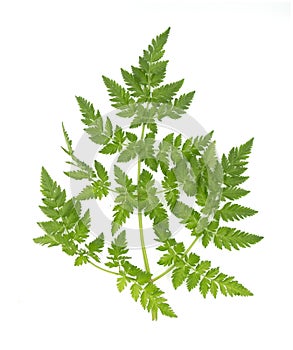 Anthriscus caucalis aka bur-chervil plant leave isolated on white background. For biology books or posters, cards decoration,