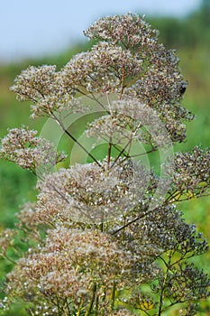 Anthriscus or Chervil is a common plant genus of the family Apia