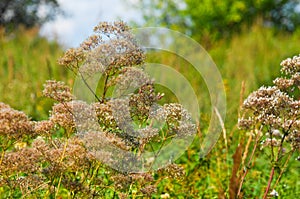 Anthriscus or Chervil is a common plant genus of the family Apia