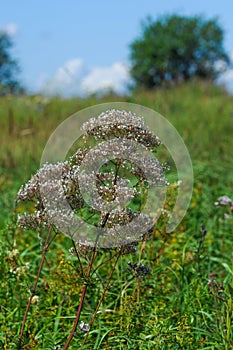 Anthriscus or Chervil is a common plant genus of the family Apia