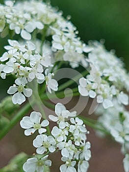 Anthriscus Sylvestris