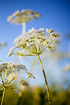 Anthriscus sylvestris