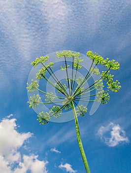 Anthriscus sylvestris also cow parsley