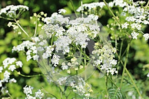 Anthriscus Sylvestris - Cow Parsley