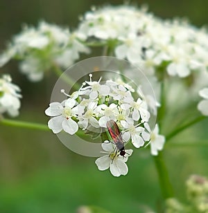 Anthriscus sylvestris (cow parsley)