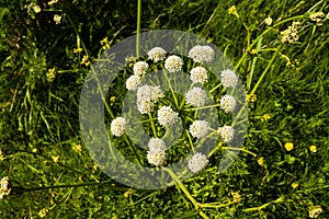 Anthriscus sylvestris or cow parsley Umbel