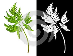 Anthriscus sylvestris green leaf on white with silhouette on black