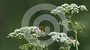 Anthriscus sylvestris, known as cow parsley, wild chervil, wild beaked parsley, Queen Anne's lace or keck, is a