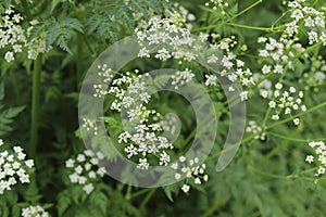 Anthriscus sylvestris. White cow parsley flowering plant.