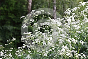Anthriscus sylvestris, white flowers of umbrella plant, plant background
