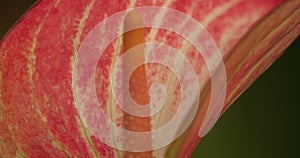 Anthrium,Also known as  anthurium,