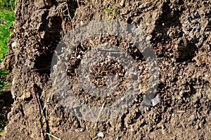 Anthropocene soils with layers of waste layered in a soil probe. plastics characterize the hectic period of wild teasing and litte photo