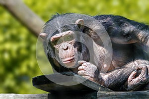 Anthropoid ape of a chimpanzee