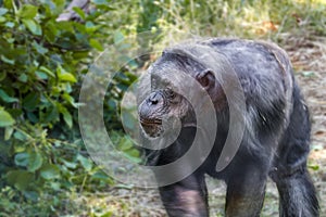 Anthropoid ape of a chimpanzee