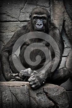 Anthropoid gorilla sits and looks full face, perplexed by the questioning look, dark background