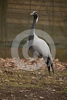 (Anthropoides virgo), also known as the blue crane