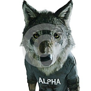 Four-leaf clover on black