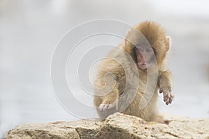 Anthropomorphism: Surprised Baby Snow Monkey