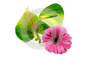 Anthurie with Gerbera