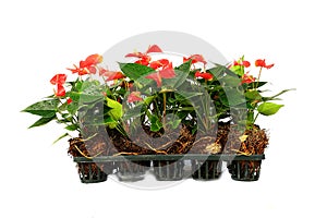Anthurium