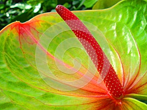 Anthurium