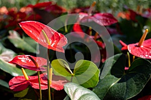 Anthurium