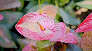 Anthurium