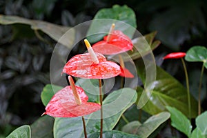 anthurium