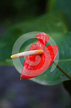 Anthurium