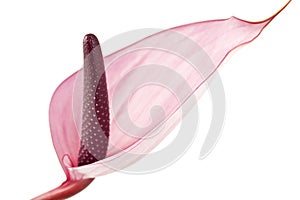 Anthurium