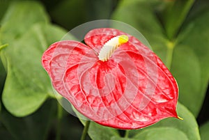 Anthurium andraeanum