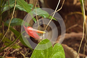 Anthurium andraeanum aka flamingo flower or laceleaf beautifully blooming in the