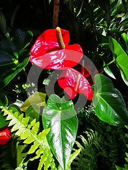 Anthurium andraeanum - flamingo flowers