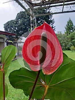 Anthurium andraeanum flower in Cipanas, West Java photo