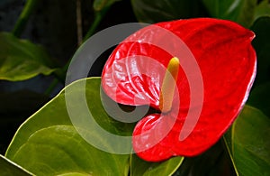 Anthurium andraeanum red flower in the garden.Flamingo lily,Tailflower,Laceleaf, Heart-shaped flower.