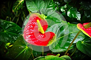 Anthurium andraeanum - red flower with yellow spadix