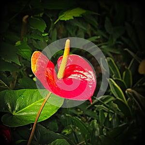 Anthurium andraeanum - red flower with yellow spadix