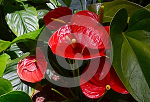 Anthurium andraeanum red flowers in the garden.Flamingo lily,Tailflower,Laceleaf, Heart-shaped flower.