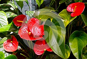 Anthurium andraeanum red flowers in the garden.Flamingo lily,Tailflower,Laceleaf, Heart-shaped flower.